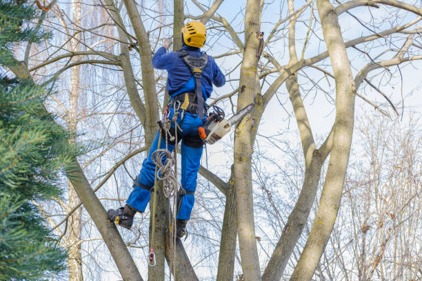 Best Weed Control  in Flowery Branch, GA